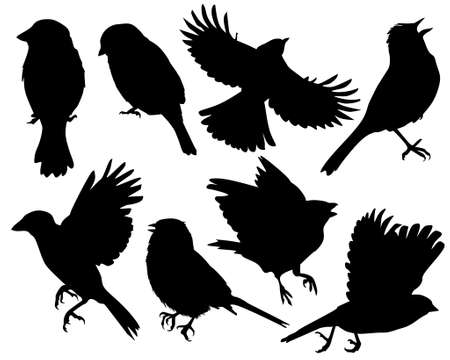 Set of animal silhouettes in black. Set of flat icons of sparrow isolated on a white background.のイラスト素材