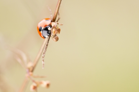 Seven spot ladybird on a plant stalkの写真素材