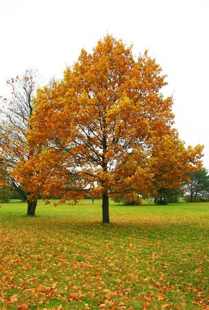 A photo of an oak tree in autumn colors  Some of the leaves have fallen down on to grass の写真素材