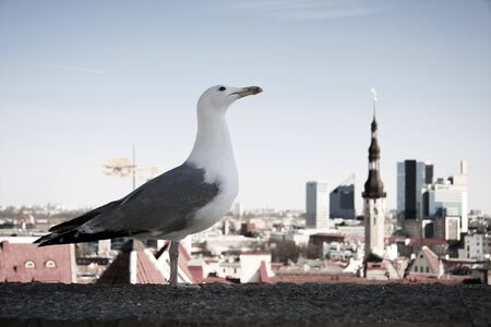 Sea gull is enjoying the view of an Old Town in Tallinn, Estonia の写真素材