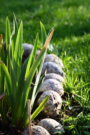 A bed with green plant leaves surrounded with round rocksの写真素材