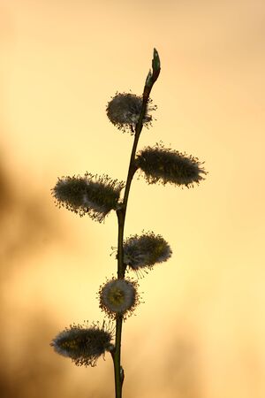 A plant straws in front of sunsetの写真素材