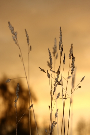 A plant straws in front of sunsetの写真素材