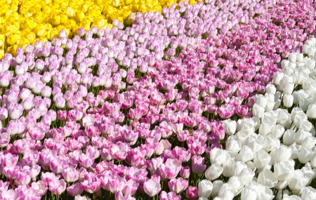 Flower beds with a lot of pinky, yellow and white tulipsの写真素材