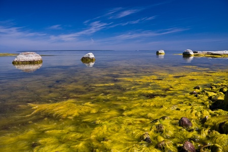 A seashore full of large limestone rocks which are partly covered with yellow algaeの写真素材