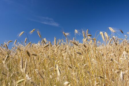 Grain field and blue skyの写真素材
