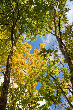 A photo of autumnal forest on a bright sunny dayの写真素材