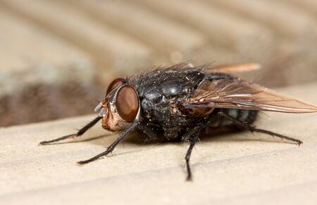 Macro picture of a small fat house flyの写真素材