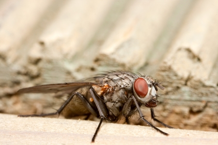 Macro picture of a house-fly with big red eyesの写真素材