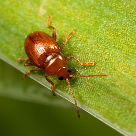 A red bug with black eyes called Lochmaea Caprea on the green leafの写真素材