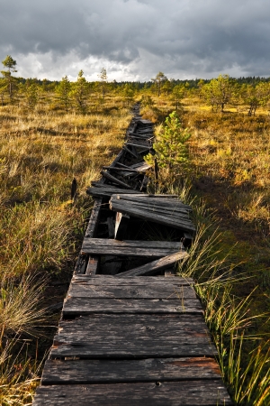 An old broken walkway in a swampの写真素材