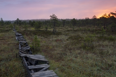 An old broken walkway in a swamp in the morning at sunriseの写真素材