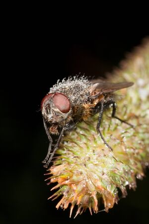 A house fly, a Musca domestica covered with small water bubbles の写真素材