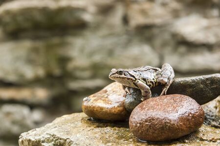 Big brown frog sitting on wet rocksの写真素材