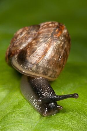 Snail with interesting textured shell creeping on a green leafの写真素材