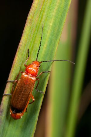Big red cardinal beetle with long horns on a green leafの写真素材
