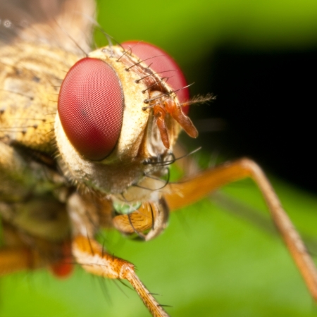 Yellowish-brownish fly with a water bubble under the jawの写真素材