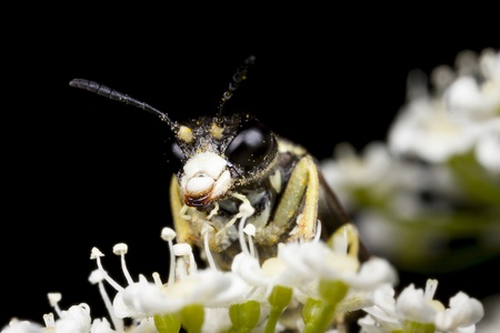 Sharp-nosed bee or wasp on white flowerの写真素材