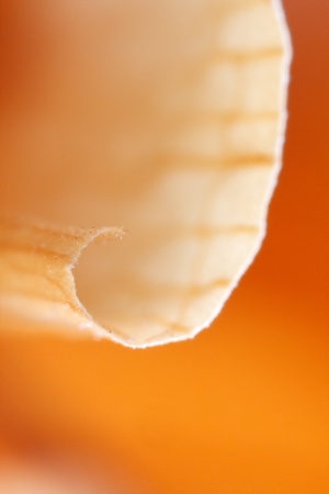Edge of papyrus on orange background  Very shallow depth of field の写真素材