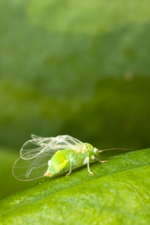 Small green insect with see-through wings on a green plant leafの写真素材