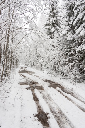 Muddy road in white forest covered with fresh snow の写真素材