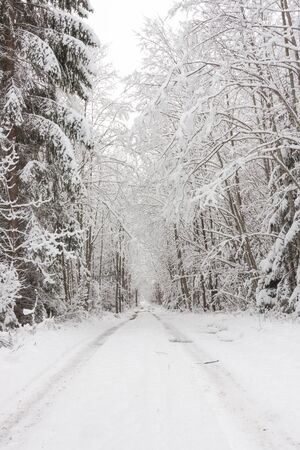Snowy road in forest  Trees covered with snow の写真素材