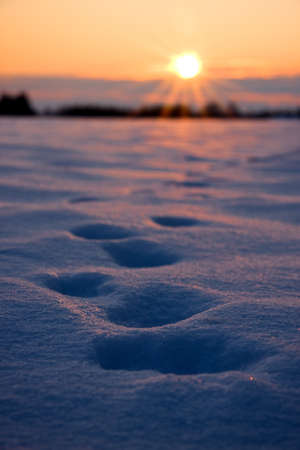 Deep foot prints in thick snow on a field at golden sunsetの写真素材