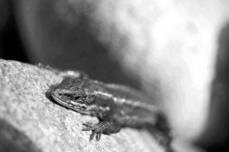 Macro picture of a lizard on rockの写真素材