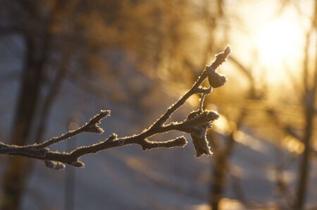 Frosty frozen branch in front of yellow sunの写真素材