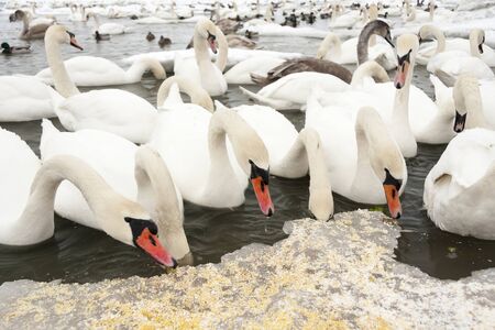 Swan eating food on ice  A lot of swan in icy sea at winterの写真素材