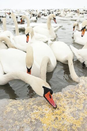 Swan eating food on ice  A lot of swan in icy sea at winterの写真素材