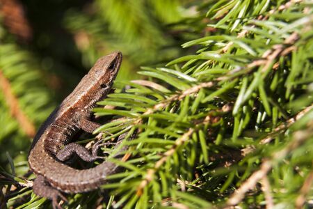 Lizard sitting on fir tree branchesの写真素材