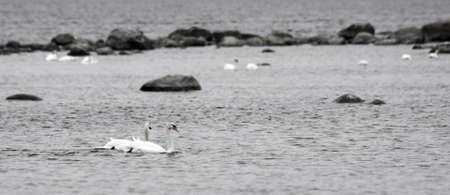 Swans in seaの写真素材