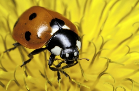 A close-up picture of a seven-spot ladybird  Coccinella Septempunctata  on dandelionの写真素材