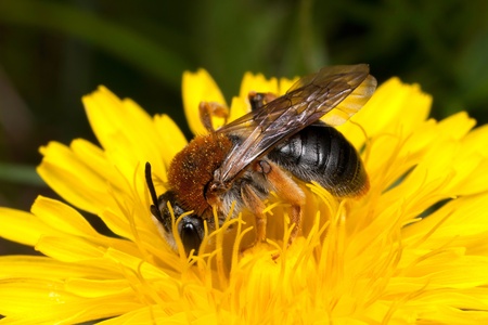 Bee on a yellow flower  dandelion  collecting honeyの写真素材