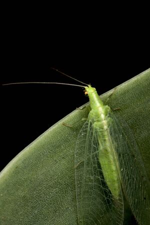 Green insect on a green leafの写真素材