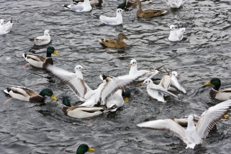 Ducks and sea gulls fighting in water for foodの写真素材
