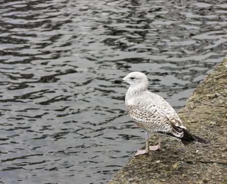 Seagull standing on rock near waterの写真素材