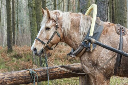Portrait of a horse with tackles standing next to a boomの写真素材