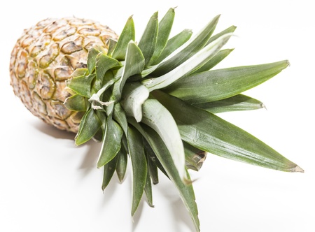 Isolated pineappleの写真素材