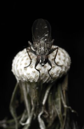 Fly on dead dandelion at black backgroundの写真素材