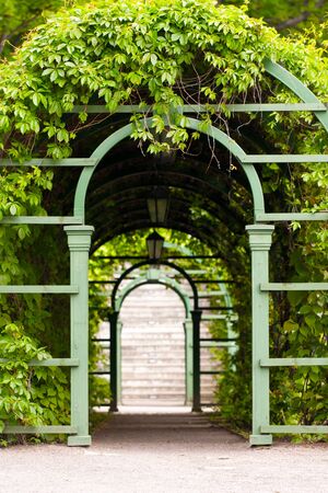 An avenue made of green leavesの写真素材