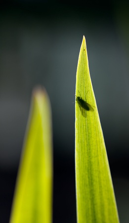 Fly on green plant leafの写真素材