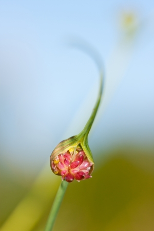 Burgeon of keeled garlic  Latin name is Allium carinatum pulchellum  pressing out of stalk の写真素材