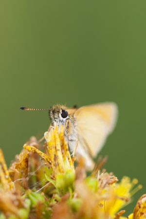 Closeup of a small yellow butterfly on flowerの写真素材