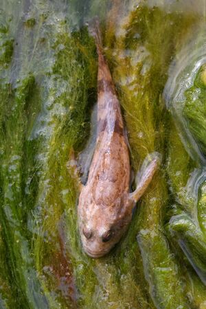 Little angler or devilfish on algae