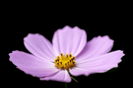 Purple blossom of a flower on a black backgroundの写真素材