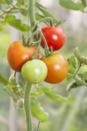 Closeup of four colorful tomatoes in bunchの写真素材