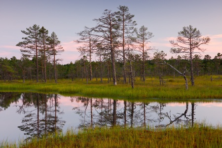 Lake in a bog, trees in background and reflections on waterの写真素材