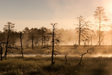 Bare trees in misty marsh in the morning at sunlightの写真素材